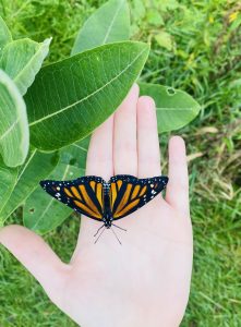 Butterfly graphic reflecting growth, renewal, and patient-centered care at Monarch Medical